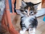 En vente 7 chatons (LOOF) de race Maine Coon tricolore