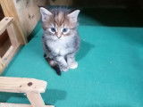 En vente 7 chatons (LOOF) de race Maine Coon tricolore