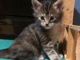 En vente 7 chatons (LOOF) de race Maine Coon tricolore