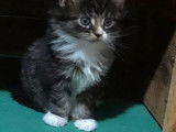 En vente 7 chatons (LOOF) de race Maine Coon tricolore