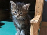 En vente 7 chatons (LOOF) de race Maine Coon tricolore