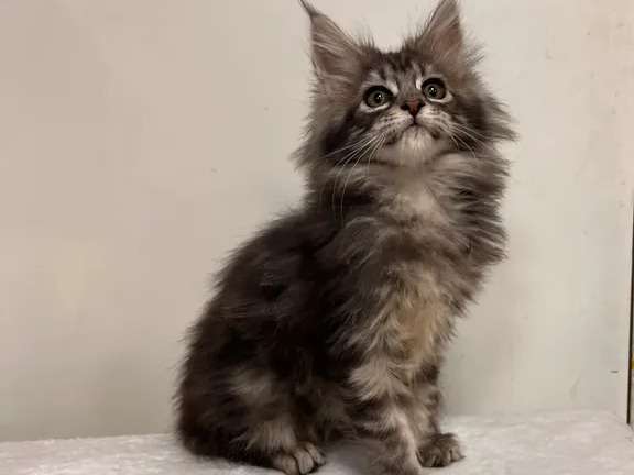 Disponible à l’achat 3 chatons Maine Coon non LOOF