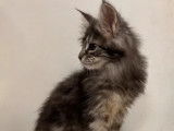 Disponible à l’achat 3 chatons Maine Coon non LOOF