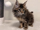 Disponible à l’achat 3 chatons Maine Coon non LOOF