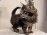 Disponible à l’achat 3 chatons Maine Coon non LOOF