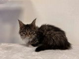 Disponible à l’achat 3 chatons Maine Coon non LOOF
