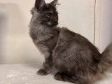 Chatonne Maine Coon de couleur noir fumé à vendre (non LOOF)