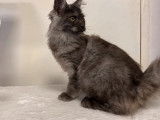 Chatonne Maine Coon de couleur noir fumé à vendre (non LOOF)