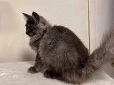Chatonne Maine Coon de couleur noir fumé à vendre (non LOOF)
