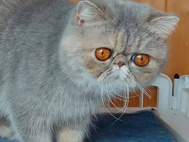 Une chatte de race Exotic Shorthair (LOOF) au pelage bleu tortie à vendre