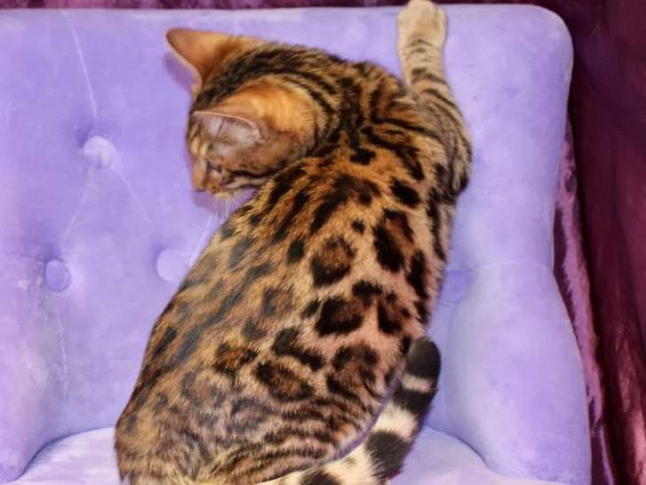 3 chatons de race Bengal au pelage brown à rosettes (LOOF) à vendre