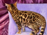 3 chatons de race Bengal au pelage brown &agrave; rosettes (LOOF) &agrave; vendre