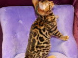 3 chatons de race Bengal au pelage brown &agrave; rosettes (LOOF) &agrave; vendre