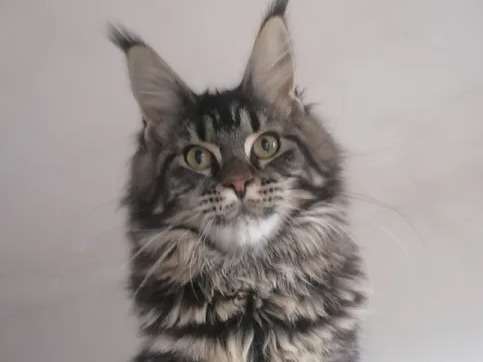 Vente d’une chatonne Maine Coon LOOF brown blotched tabby