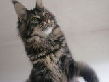 Vente d’une chatonne Maine Coon LOOF brown blotched tabby