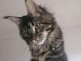 Vente d’une chatonne Maine Coon LOOF brown blotched tabby