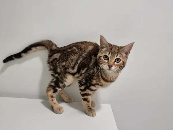 Chatons Bengal Tricolores A Acheter Tout De Suite Non Loof Petite Annonce Chat