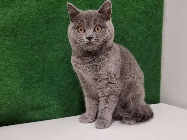 À vendre chatons British Shorthair au pelage bleu et lilac (non LOOF)