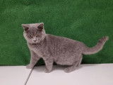 À vendre chatons British Shorthair au pelage bleu et lilac (non LOOF)