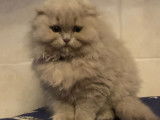 Chatons Highland Straight et Fold à vendre