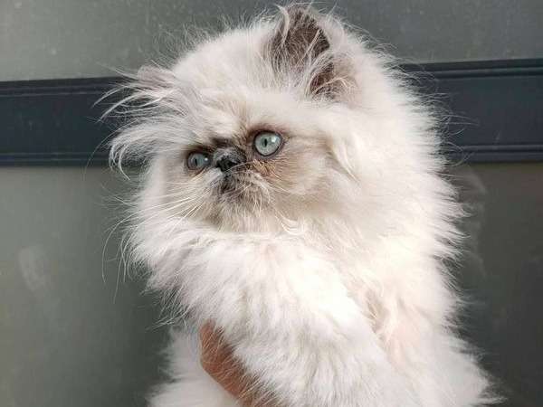 A Vendre Chaton Persan Himalayen Male Blanc Et Bleu Loof Petite Annonce Chat