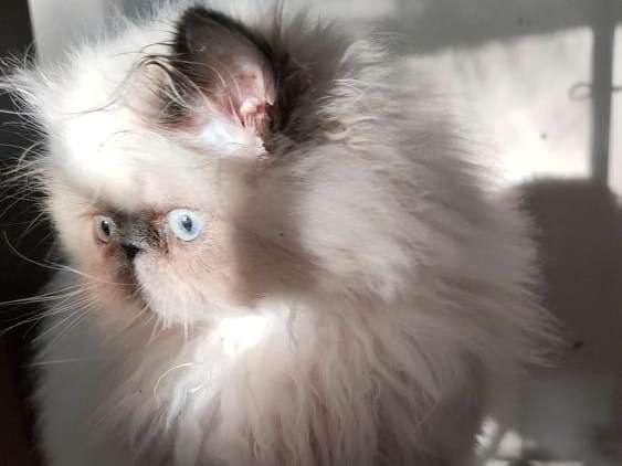 A Vendre Chaton Persan Himalayen Male Blanc Et Bleu Loof Petite Annonce Chat