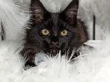 Chatonne Maine Coon LOOF noire &agrave; acheter