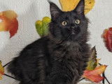 Chatonne Maine Coon LOOF noire &agrave; acheter