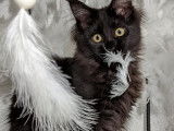 Chatonne Maine Coon LOOF noire &agrave; acheter