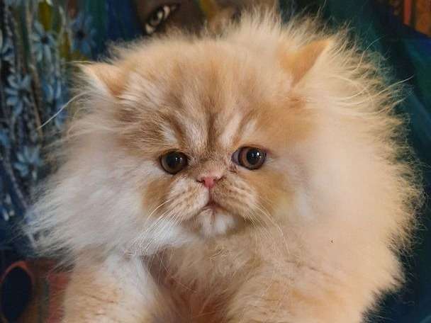 1 chaton Persan mâle roux ombré LOOF né en septembre 2021 à acheter