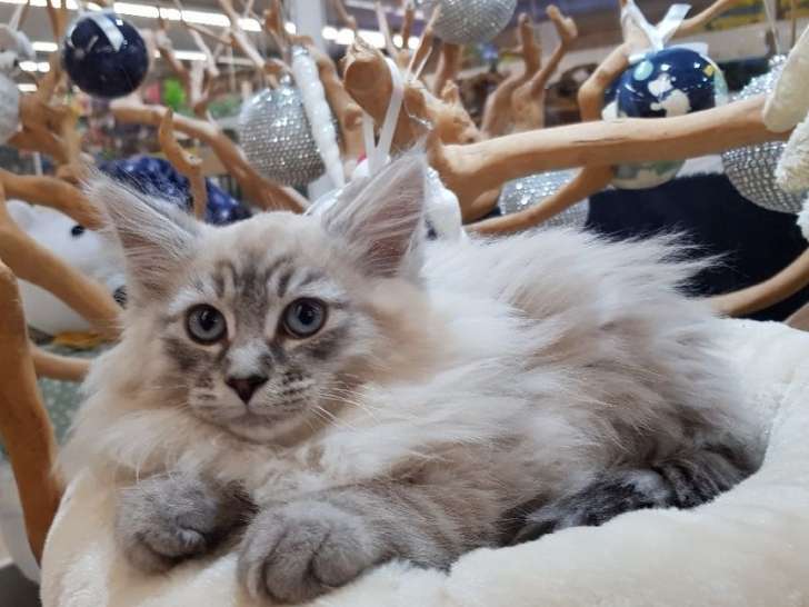 4 chatons Maine Coon tigrés porteurs de bleu non LOOF septembre 2021 à vendre