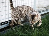 Chat Bengal LOOF au pelage snow lynx disponible pour des saillies