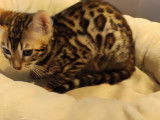 Superbe femelle Bengal bleu &agrave; vendre