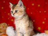 4 chatons British Shorthair nés en décembre 2021 non LOOF à réserver