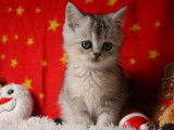 4 chatons British Shorthair nés en décembre 2021 non LOOF à réserver