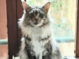 Disponible pour saillie, un chat mâle Maine Coon LOOF gris et blanc
