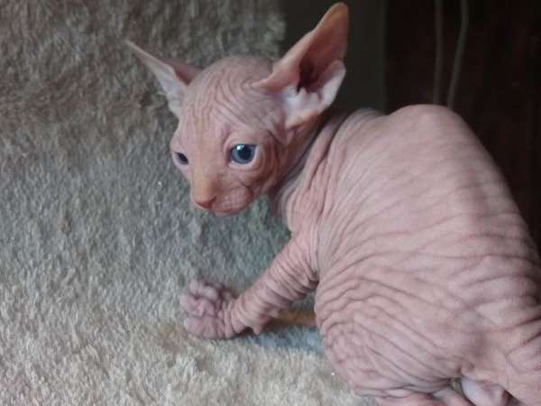 À réserver, chaton Sphynx mâle non LOOF rouge clair né en novembre 2021