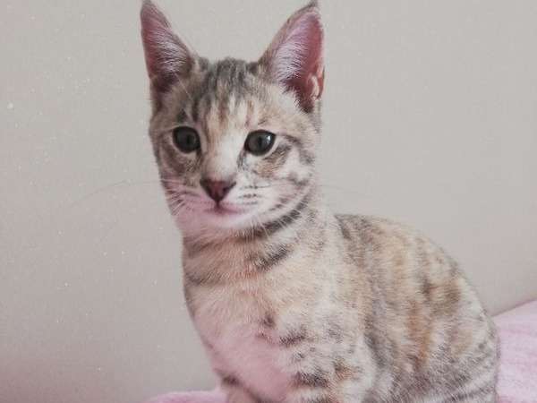 Disponibilite De 4 Chatons Croises Bengal Et Savannah F3 Non Loof Petite Annonce Chat