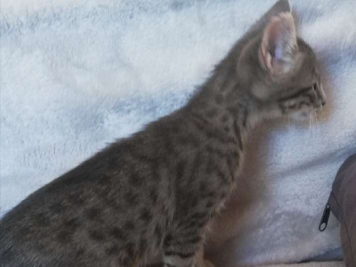 Disponibilite De 4 Chatons Croises Bengal Et Savannah F3 Non Loof Petite Annonce Chat