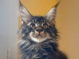 Maine Coon Chaton Ou Adulte A Vendre En Vendee