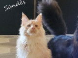 4 Chatons Maine Coon LOOF nés en mai 2021 en vente