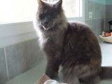 Vente d’une chatte Maine Coon bleue tortie de 4 ans LOOF