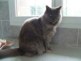 Vente d’une chatte Maine Coon bleue tortie de 4 ans LOOF