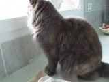 Vente d’une chatte Maine Coon bleue tortie de 4 ans LOOF