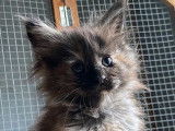 3 Chatons Maine Coon d&rsquo;octobre 2021 LOOF &agrave; r&eacute;server