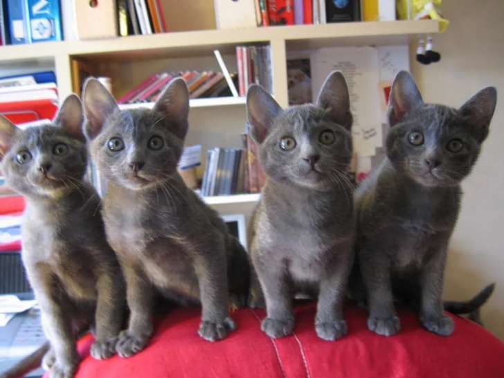 À vendre, deux chatons Korat bleus (LOOF)