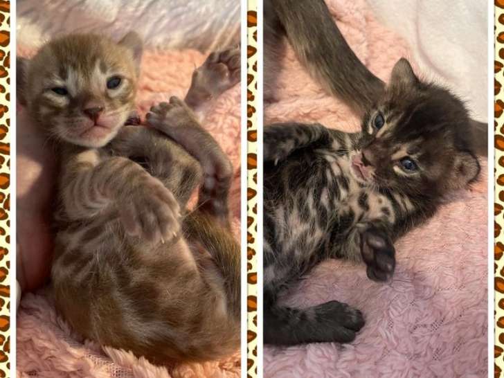 5 chatons Bengal sepia, marron ou charcoal LOOF nés en novembre 2021 à réserver