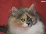 Disponible : une chatonne Sibérien bleu tortie et blanc LOOF née en août 2021