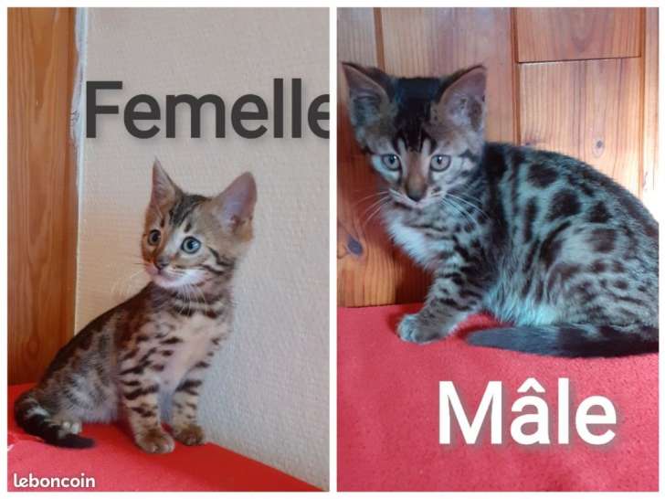 Réservation ouverte pour 2 chatons Bengal marron tabby spotted LOOF nés en septembre 2021