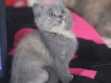 À réserver 1 chatonne British Shorthair bleue tortie de septembre 2021 LOOF